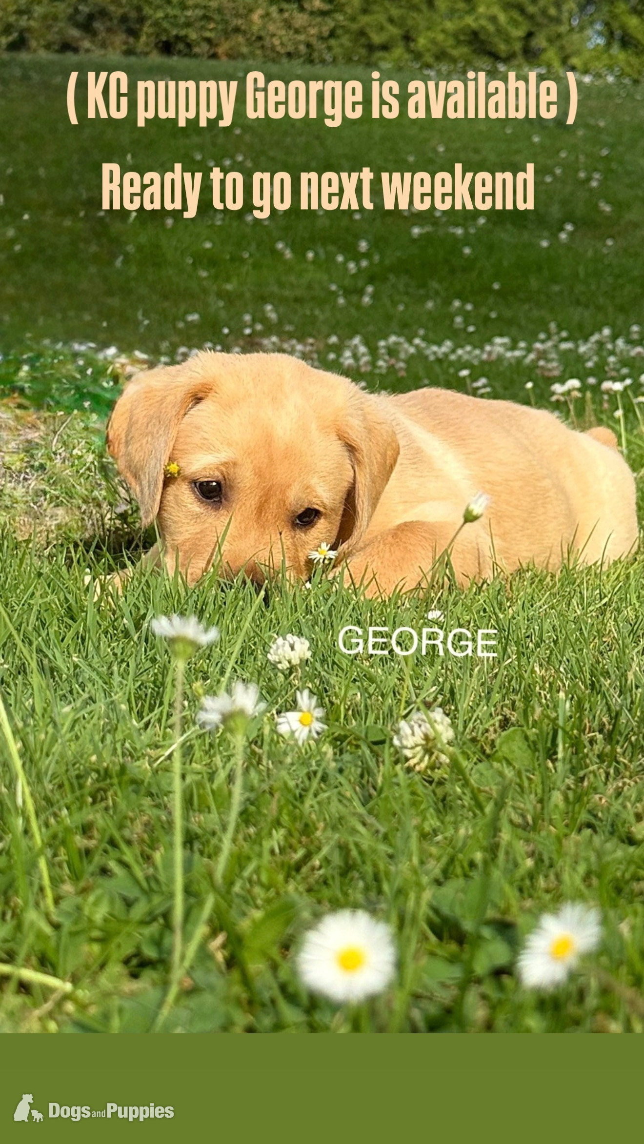 KC Labrador puppy George and Hutch with 5 Star County Breeder  in {LOCATION}