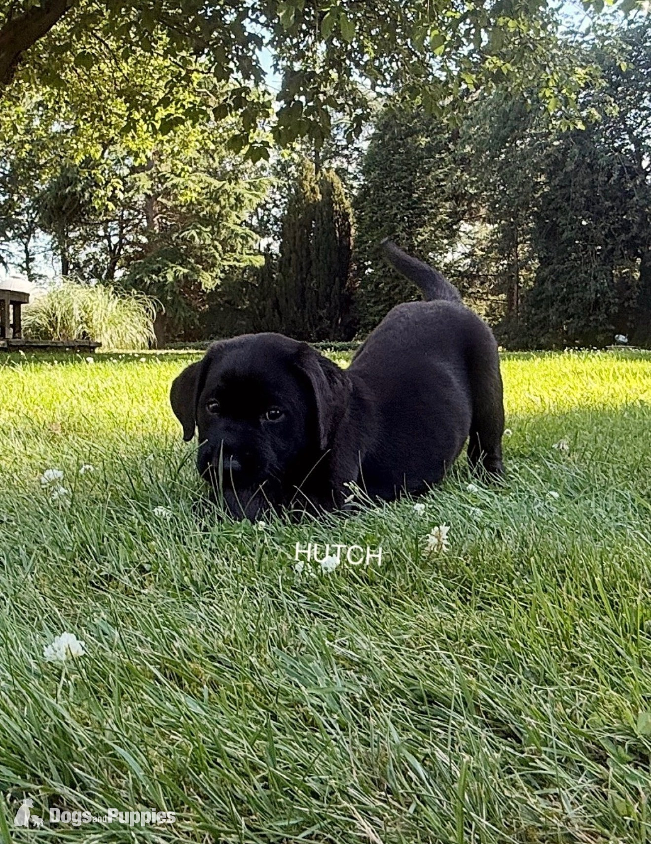 Labrador