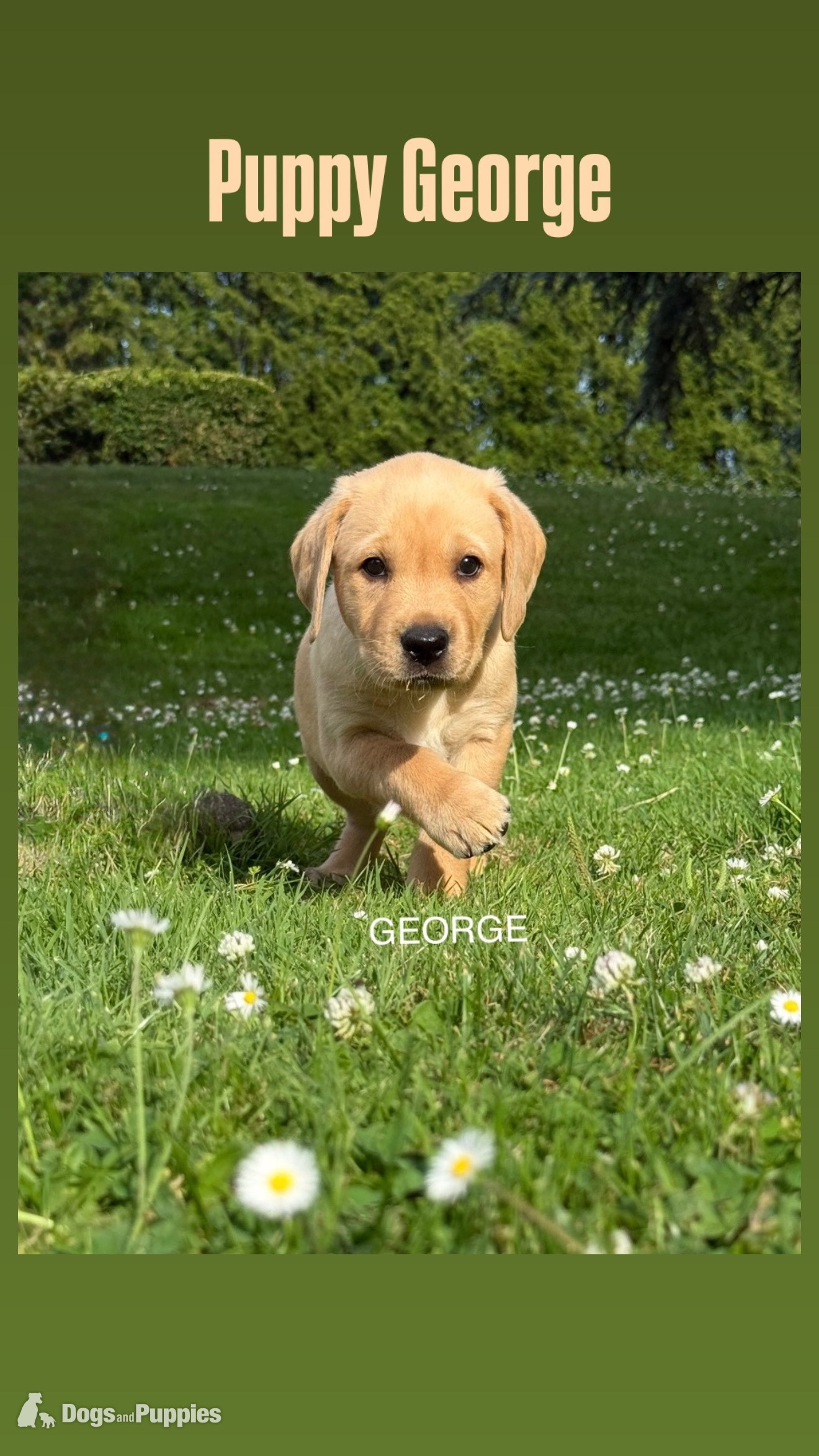 Labrador Puppies