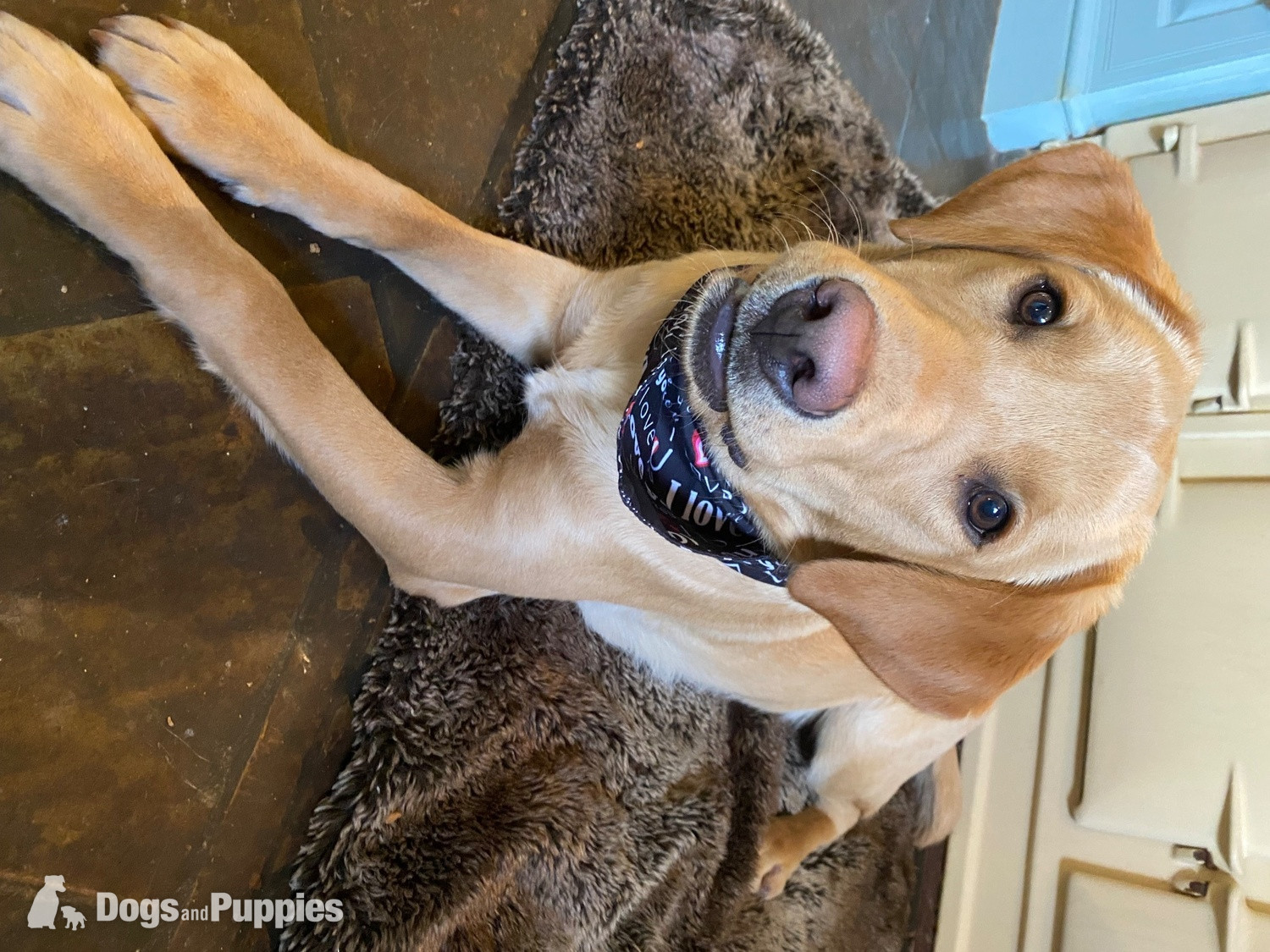 Labrador - KC Labrador puppy George and Hutch with 5 Star County Breeder 