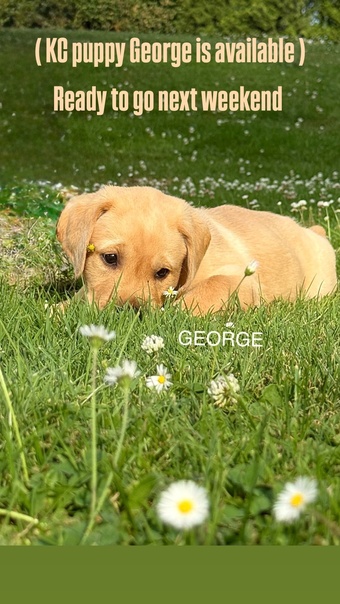 KC Labrador puppy George and Hutch with 5 Star County Breeder 