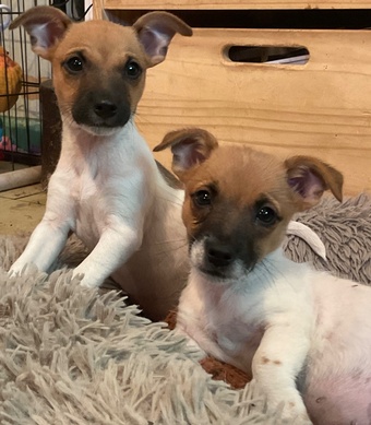 Ready Now Tiny Jack Russell’s 
