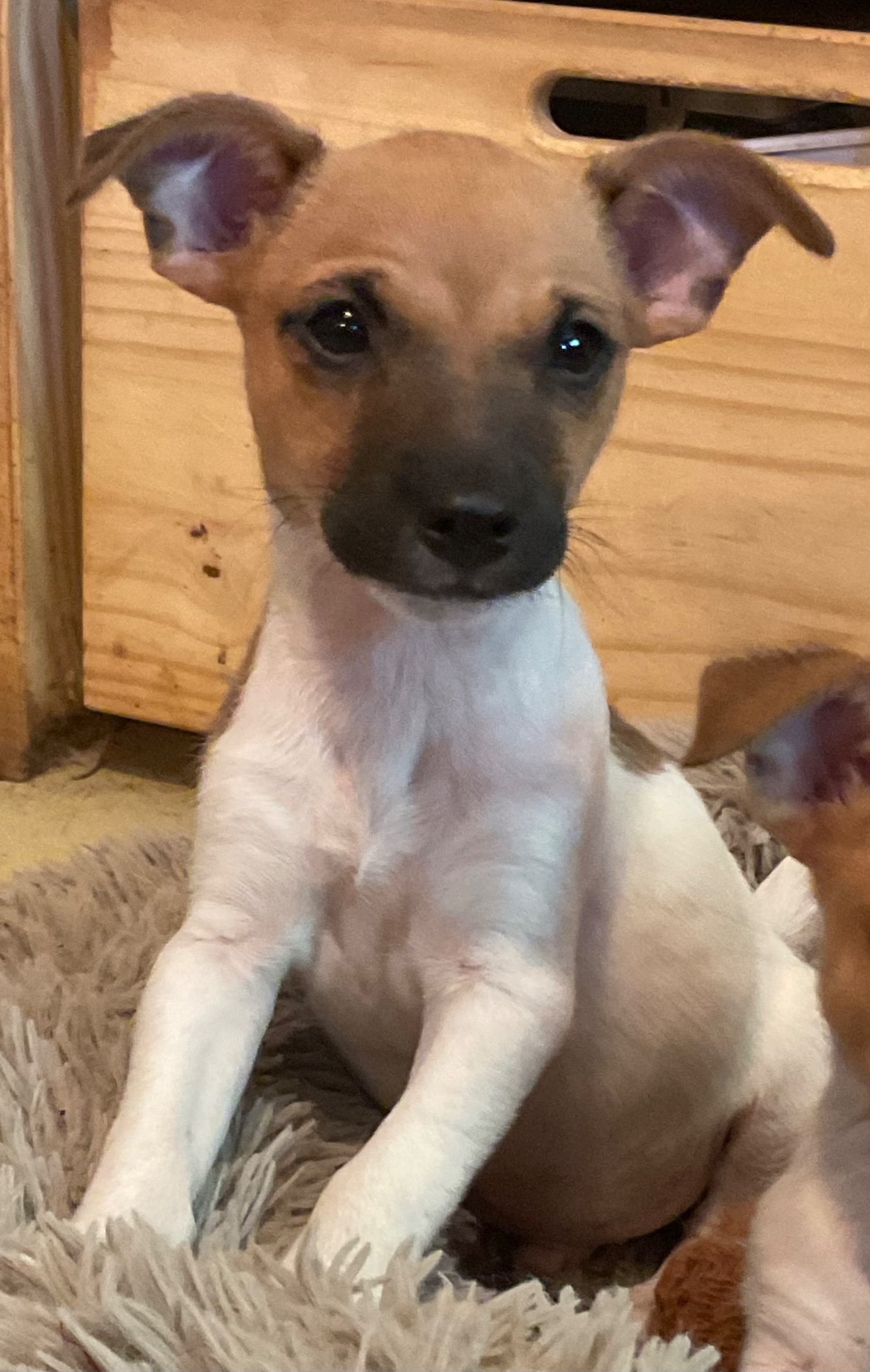 Jack Russell Terrier