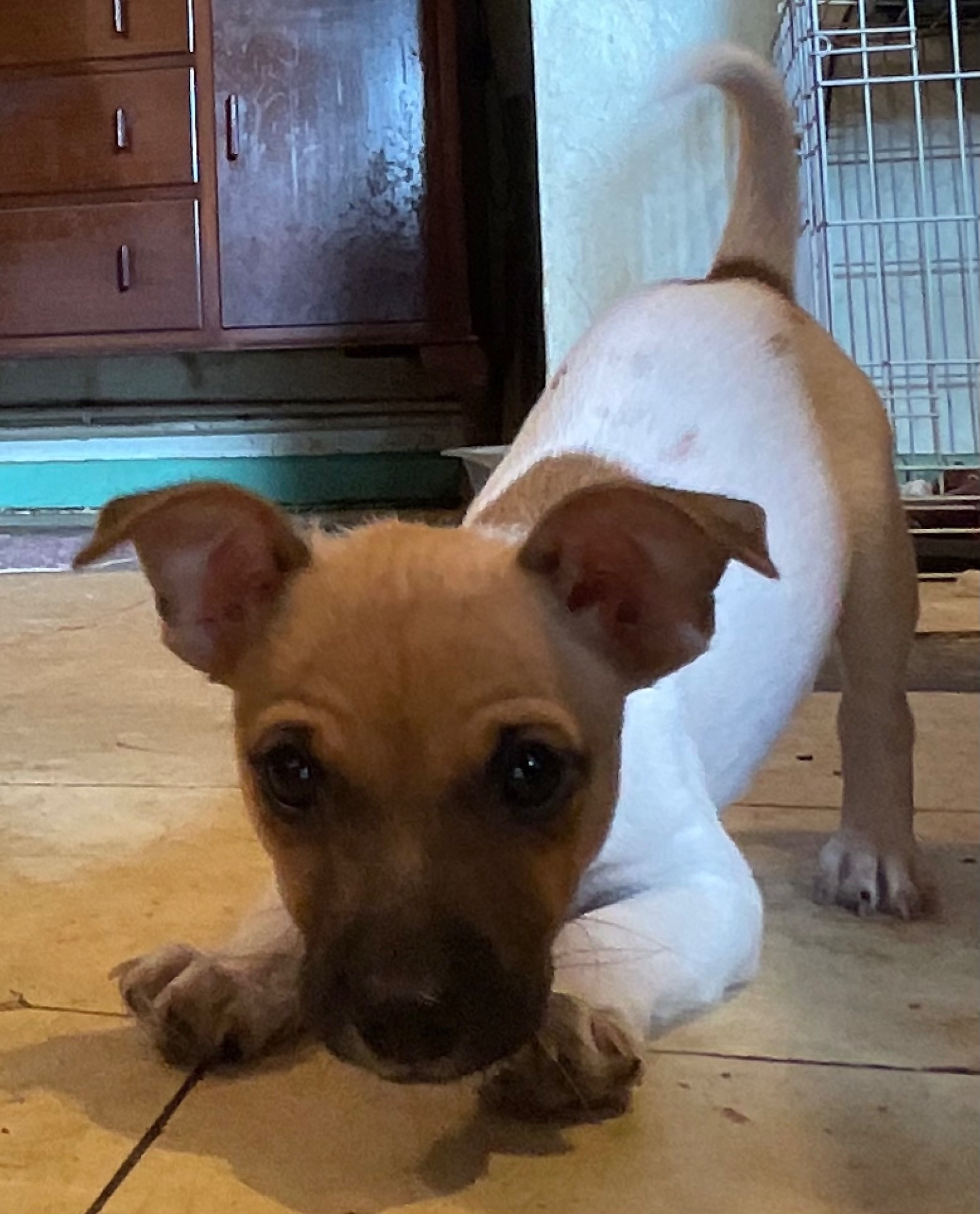 Jack Russell Terrier Puppies