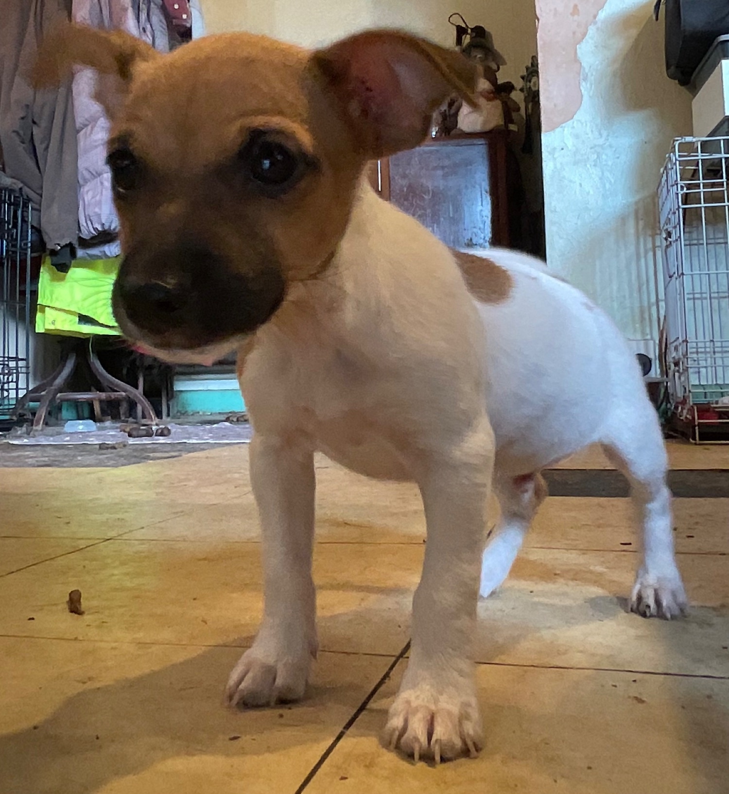 Jack Russell Terrier - Ready Now Tiny Jack Russell’s 