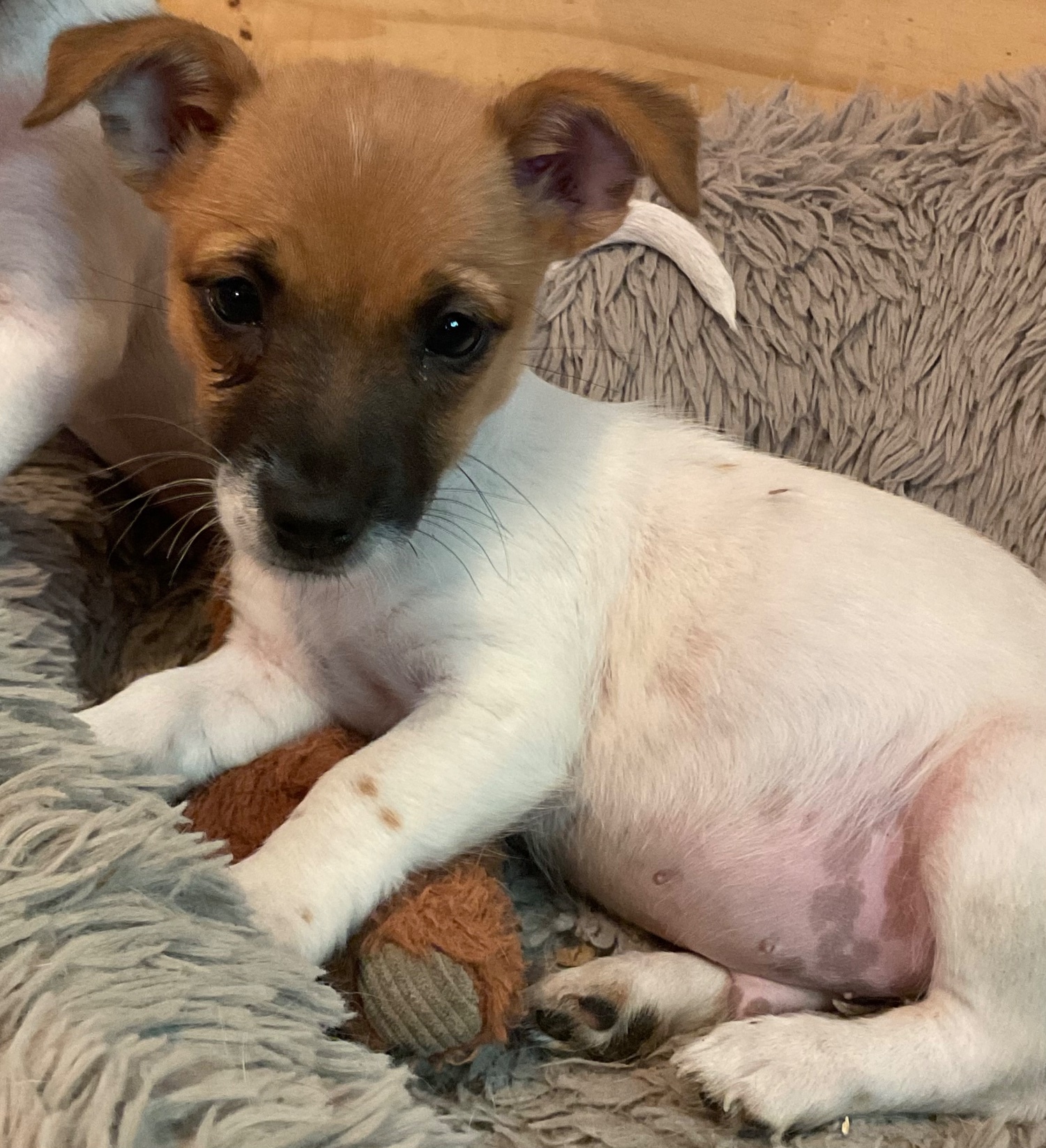 Ready Now Tiny Jack Russell’s  - Jack Russell Terrier