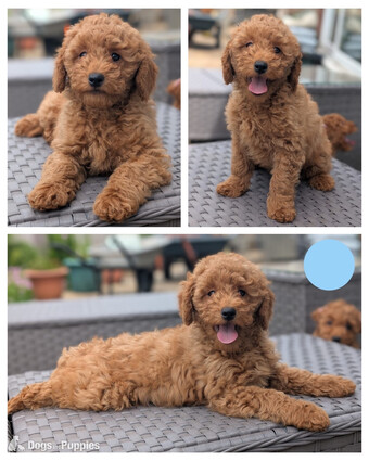 Adorable F1b Cavapoos