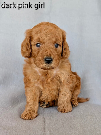 Gorgeous F1b Cockapoo puppies