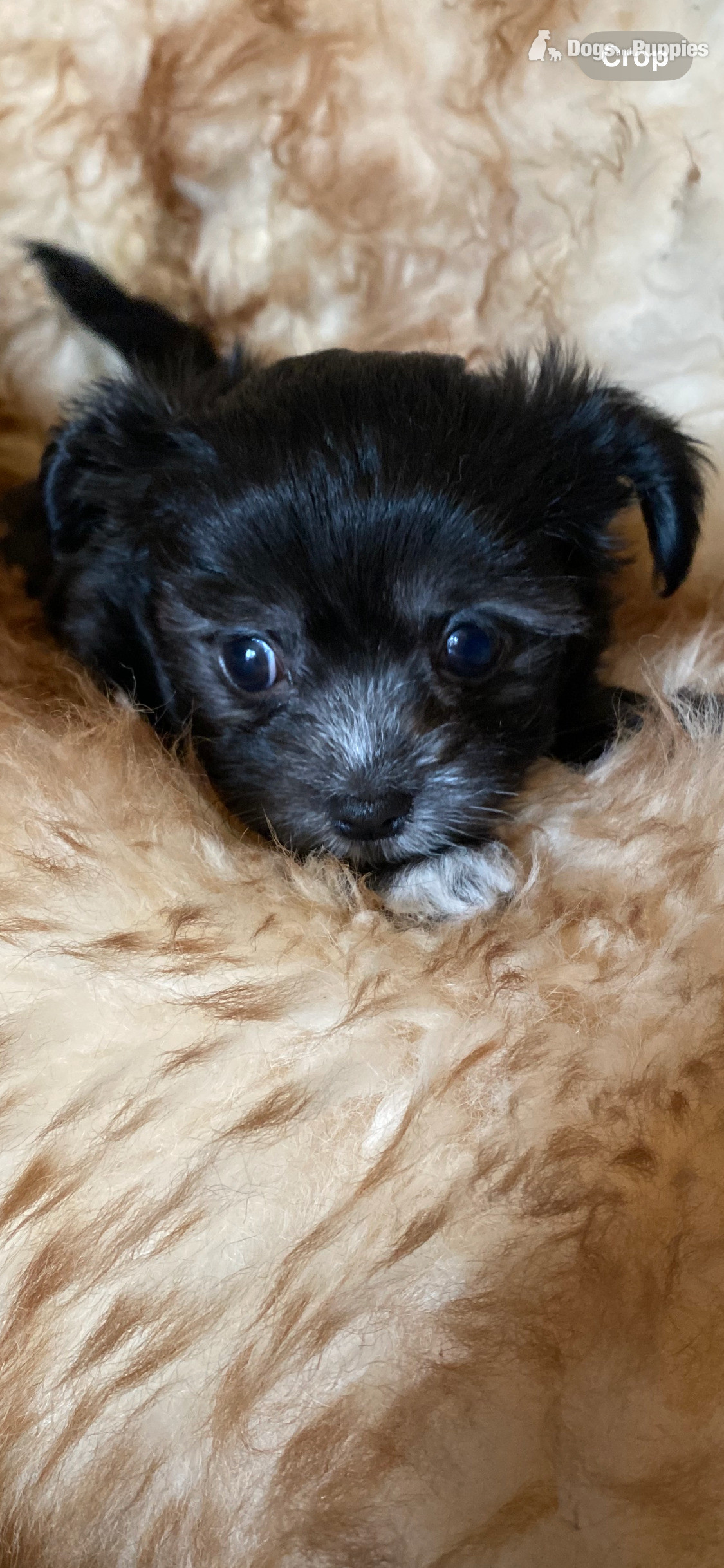 Maltese