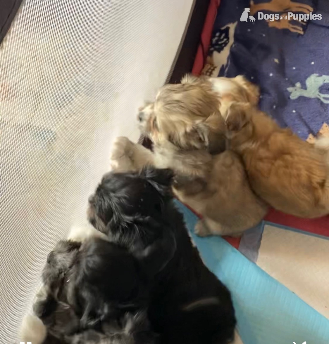 Maltese Puppies