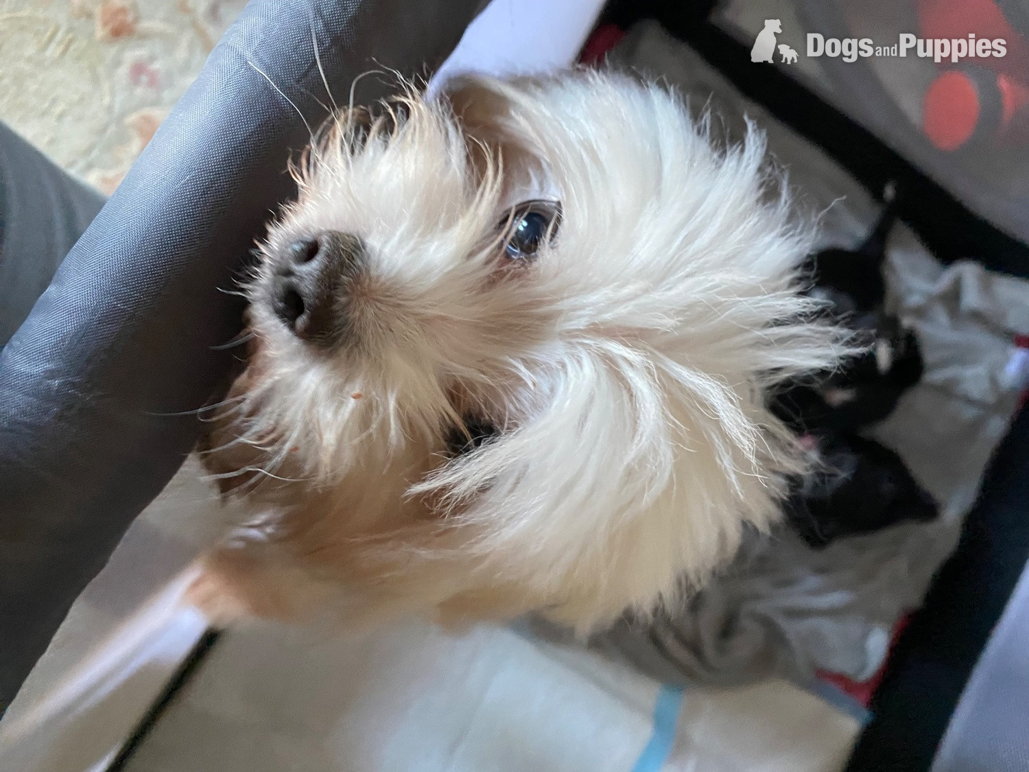Beautiful Blue and white Maltese x chihuahua. - Maltese