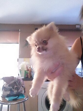 Gorgeous tiny pomeranian puppy