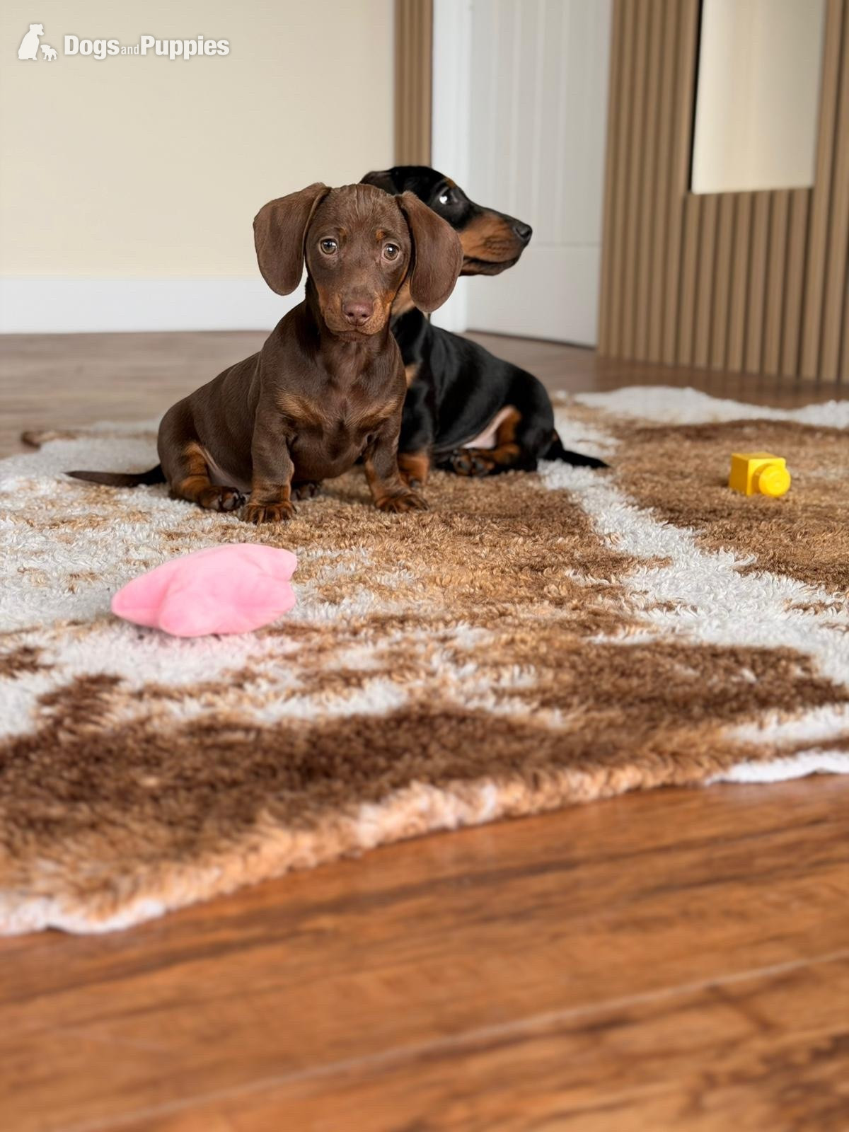 Dachshund