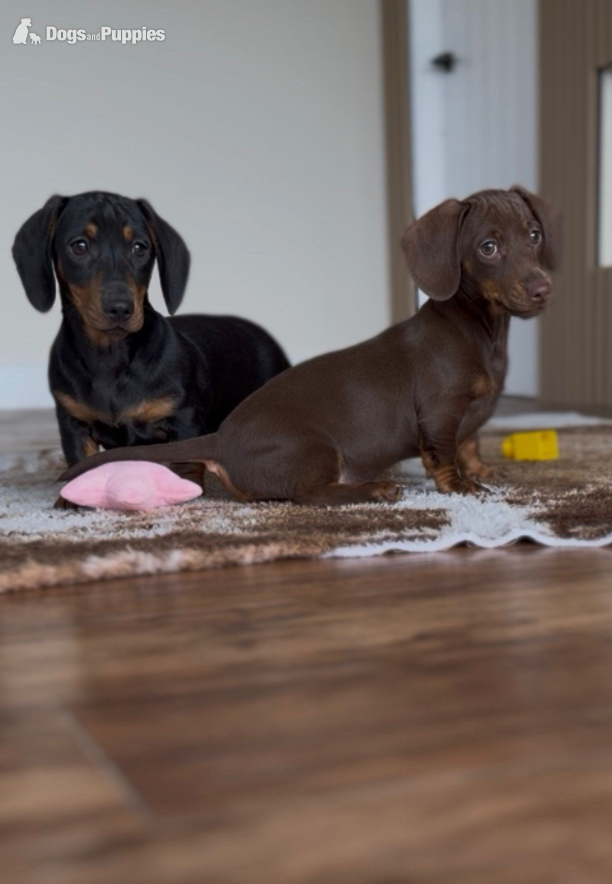 Dachshund Puppies