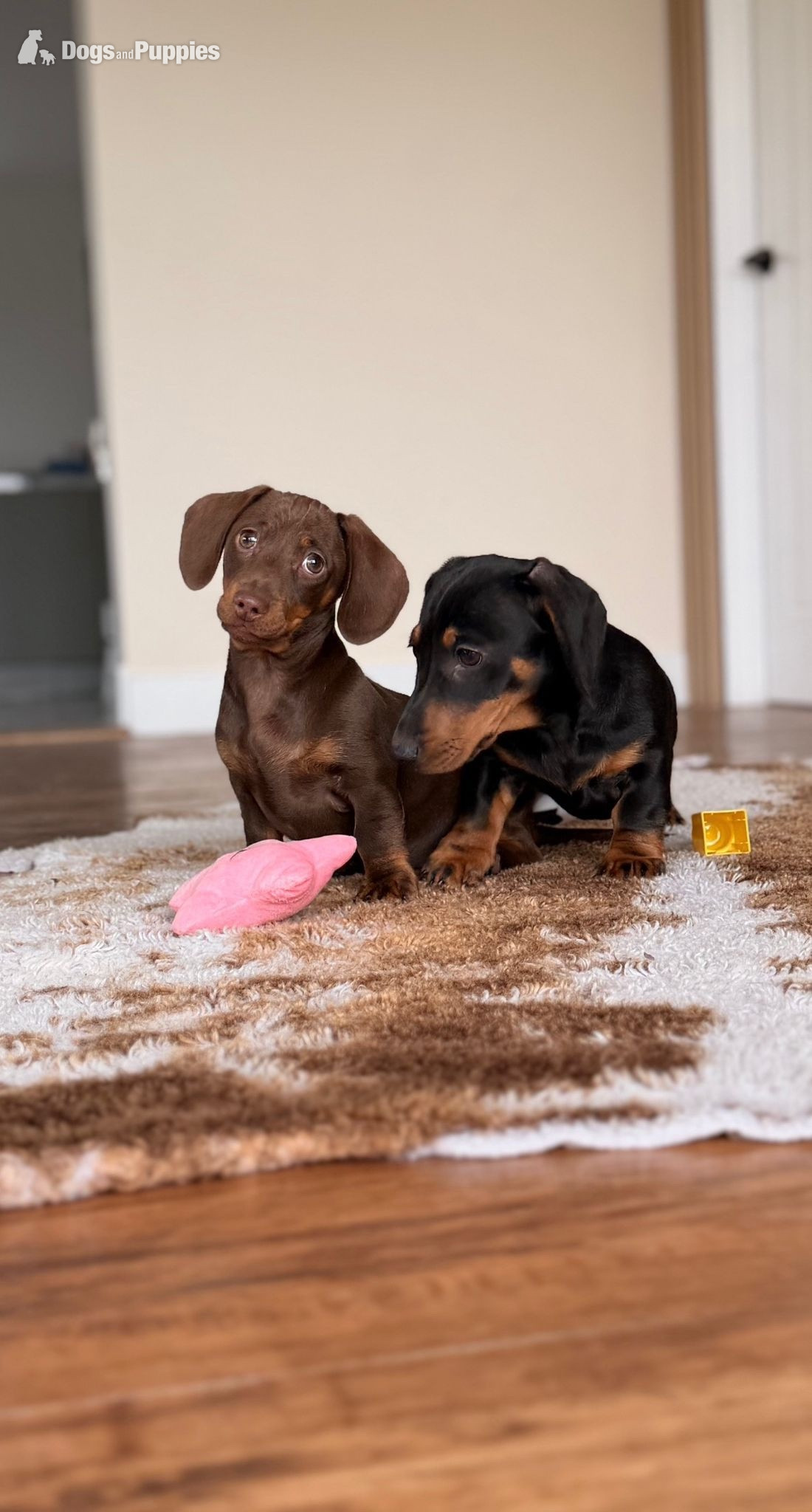 Urgently seeking forever home - Dachshund