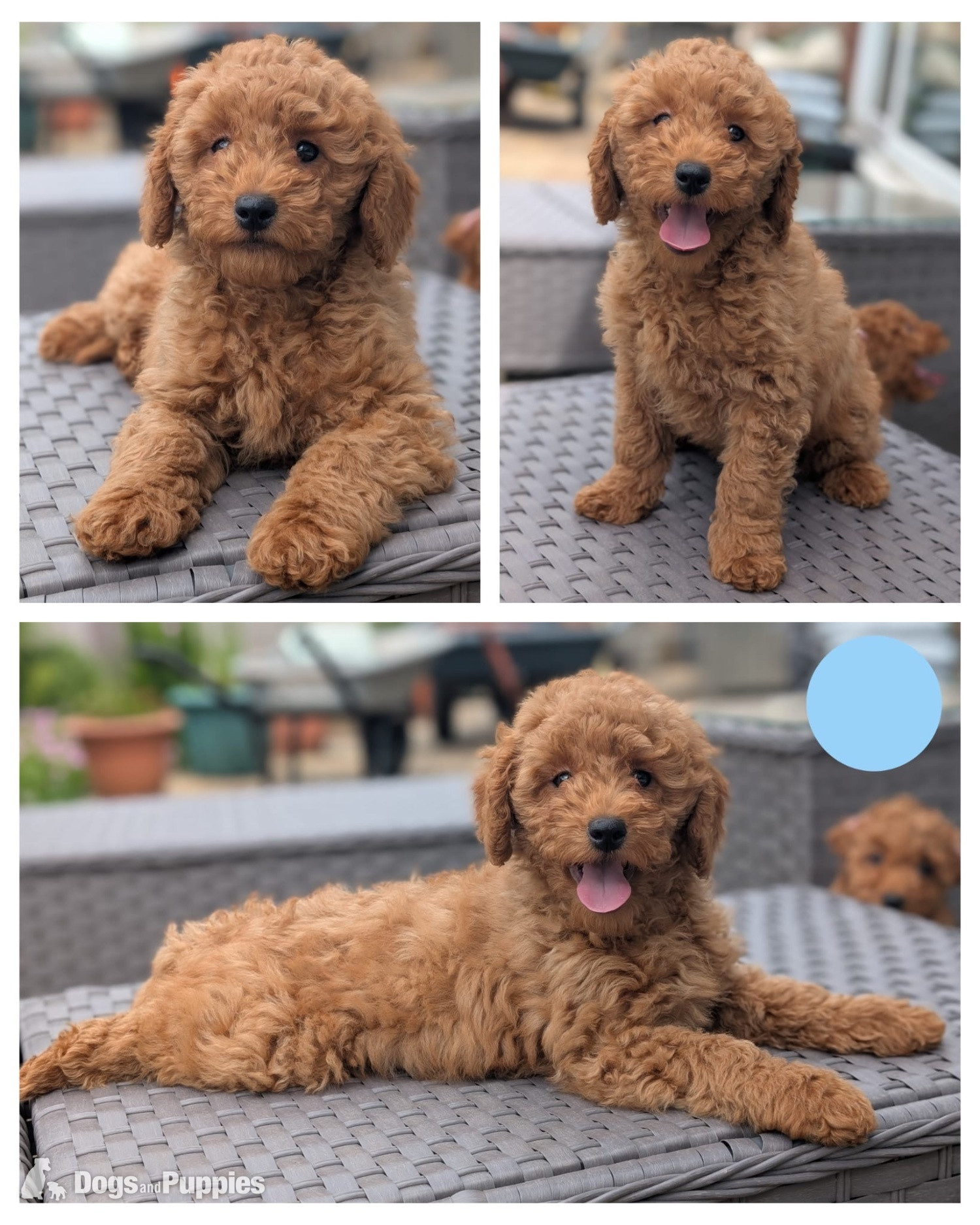 Adorable F1b Cavapoos in {LOCATION}