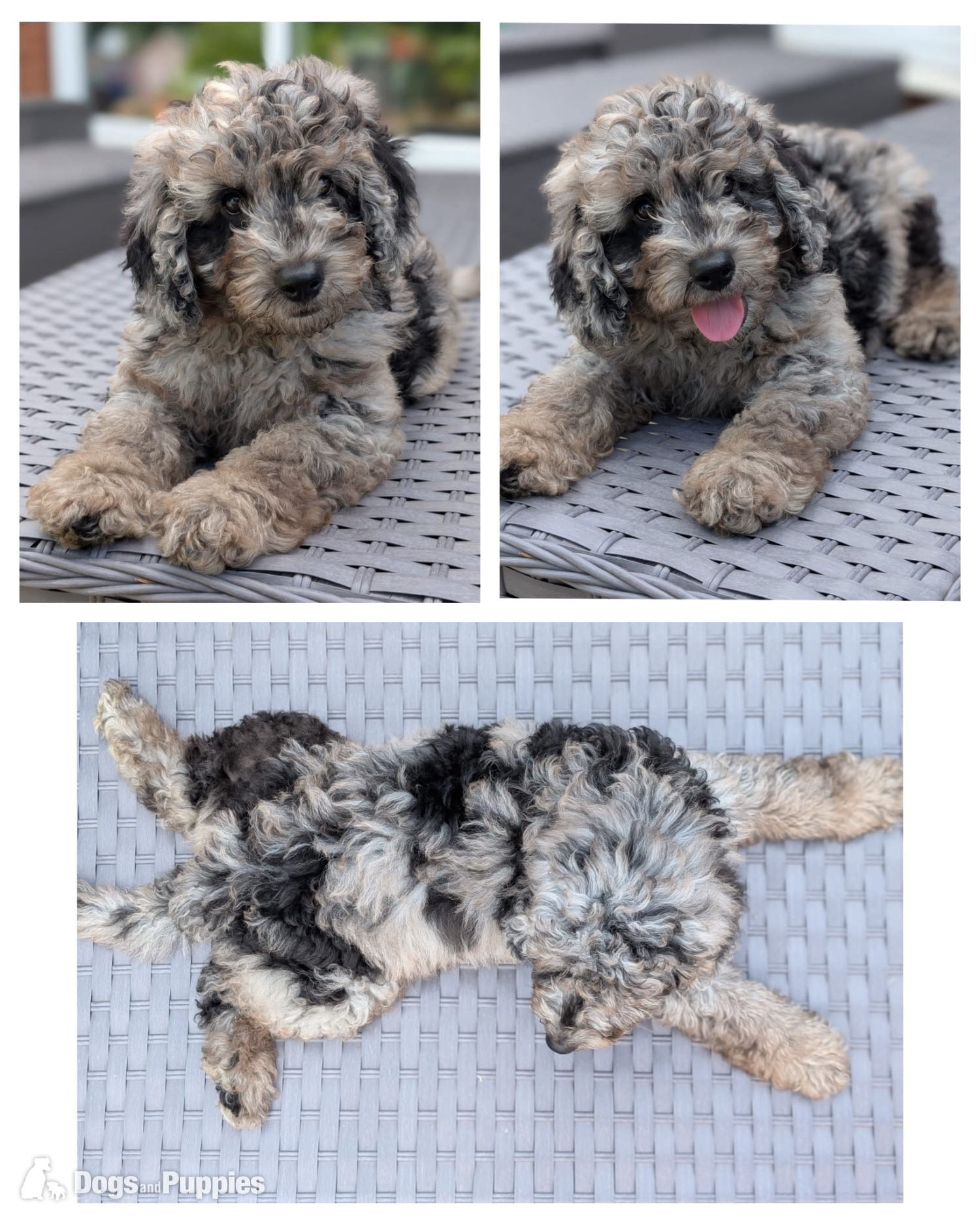 Cavapoo