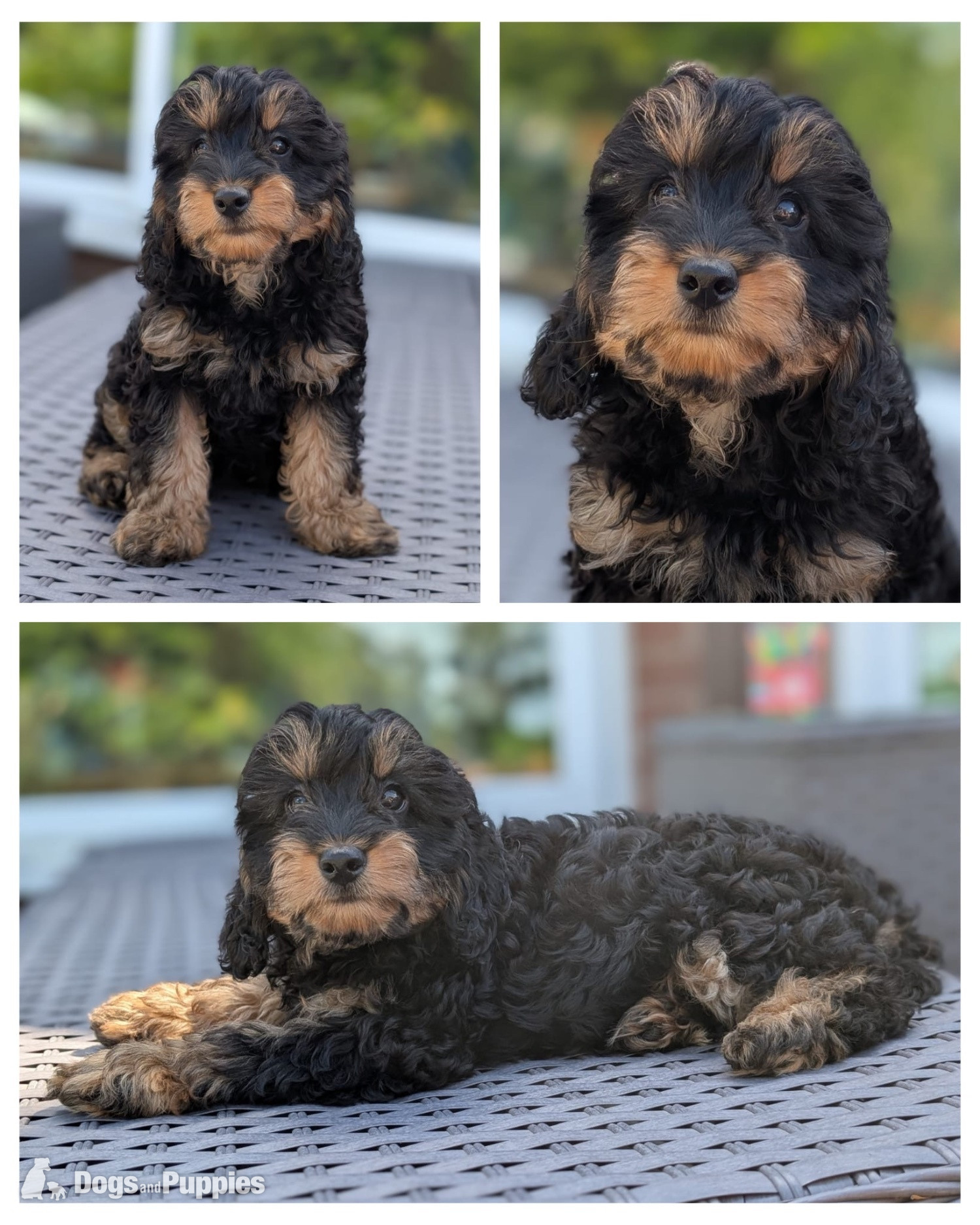 Cavapoo Puppies