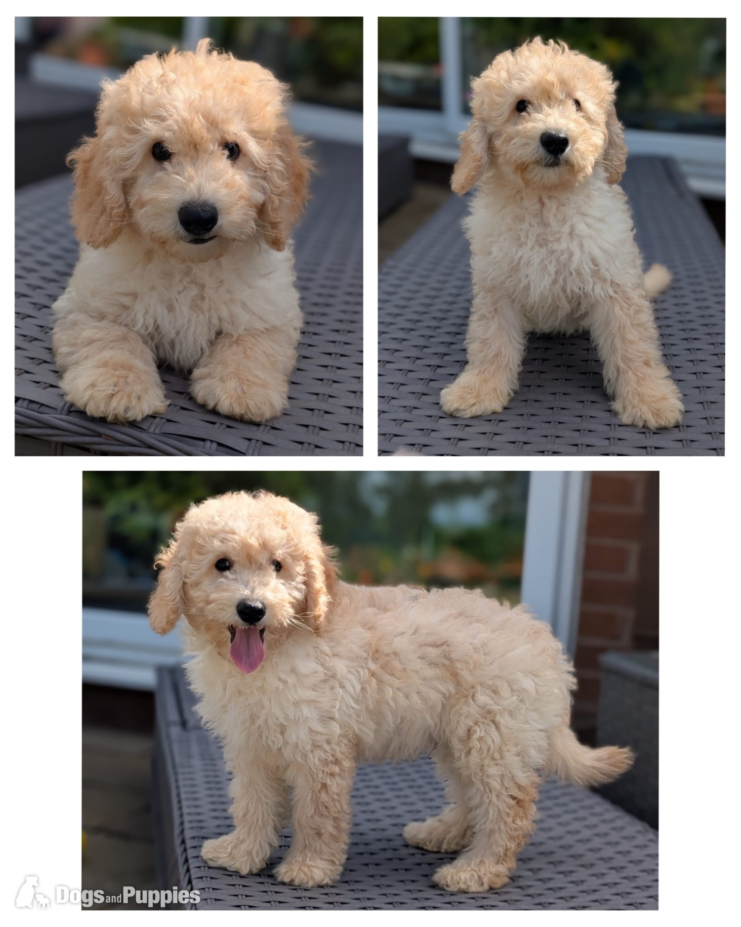 Cavapoo - Adorable F1b Cavapoos