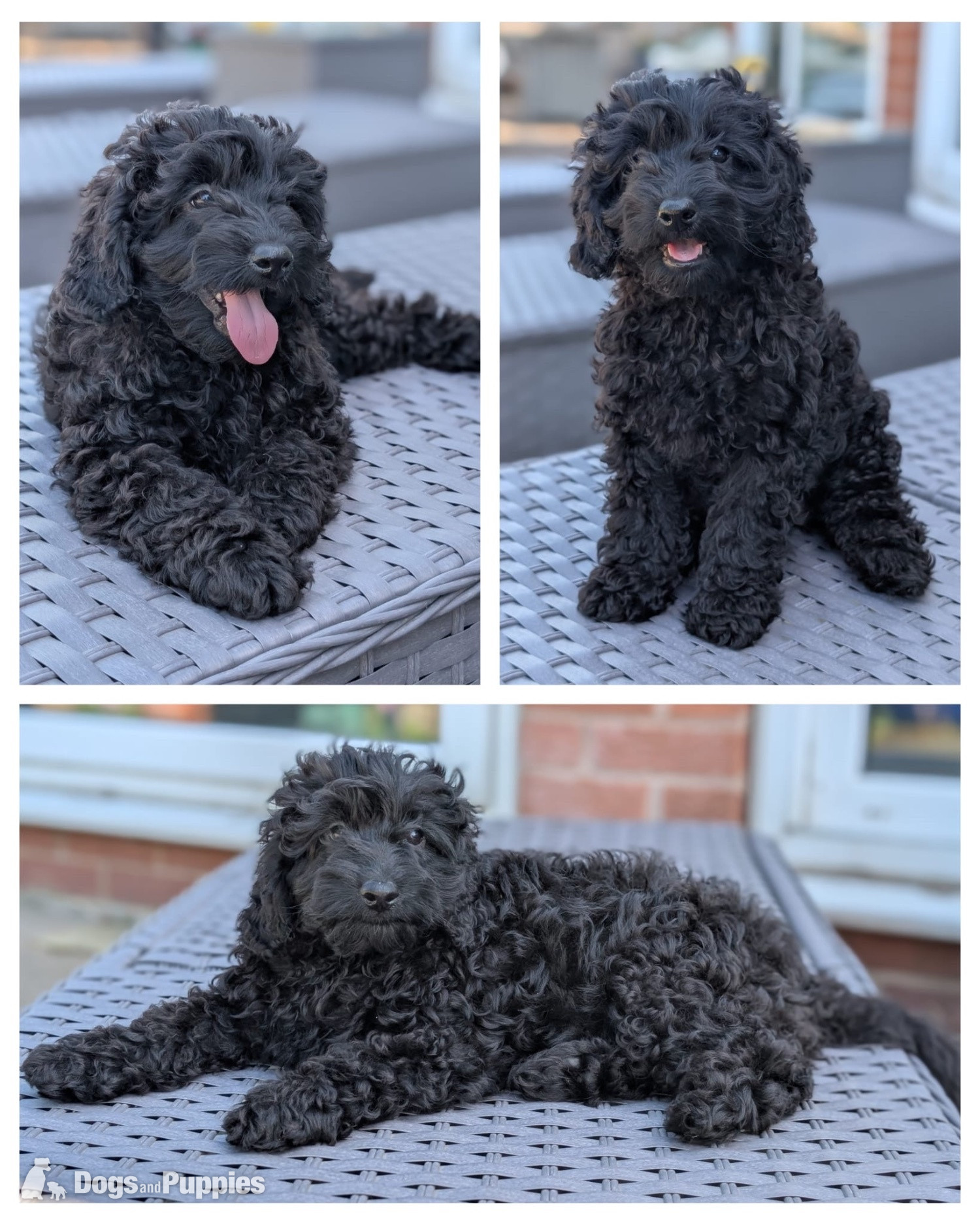 Adorable F1b Cavapoos - Cavapoo