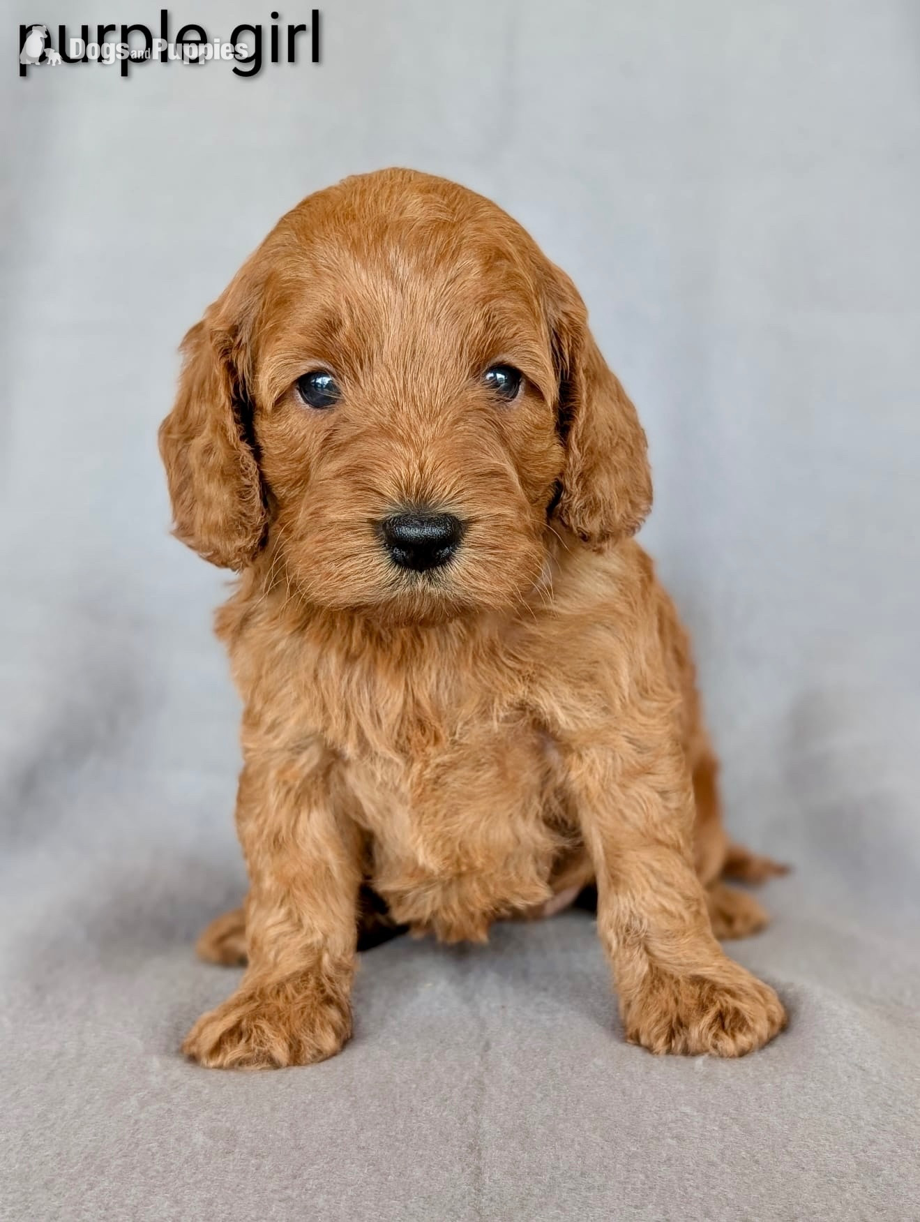 Cockapoo