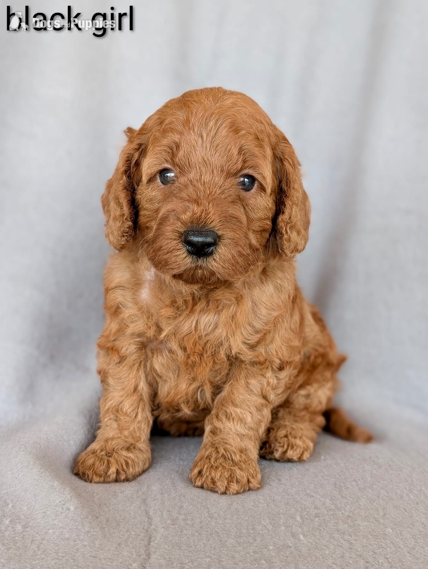 Cockapoo Puppies