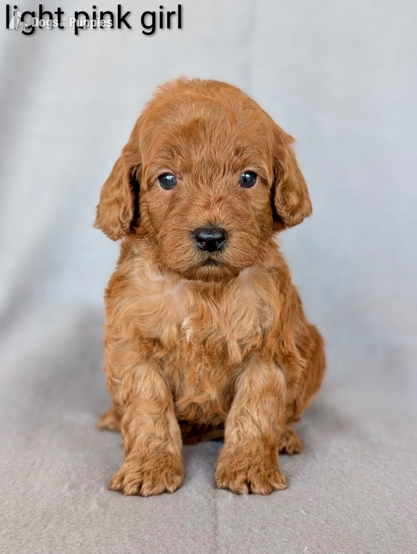 Cockapoo - Gorgeous F1b Cockapoo puppies