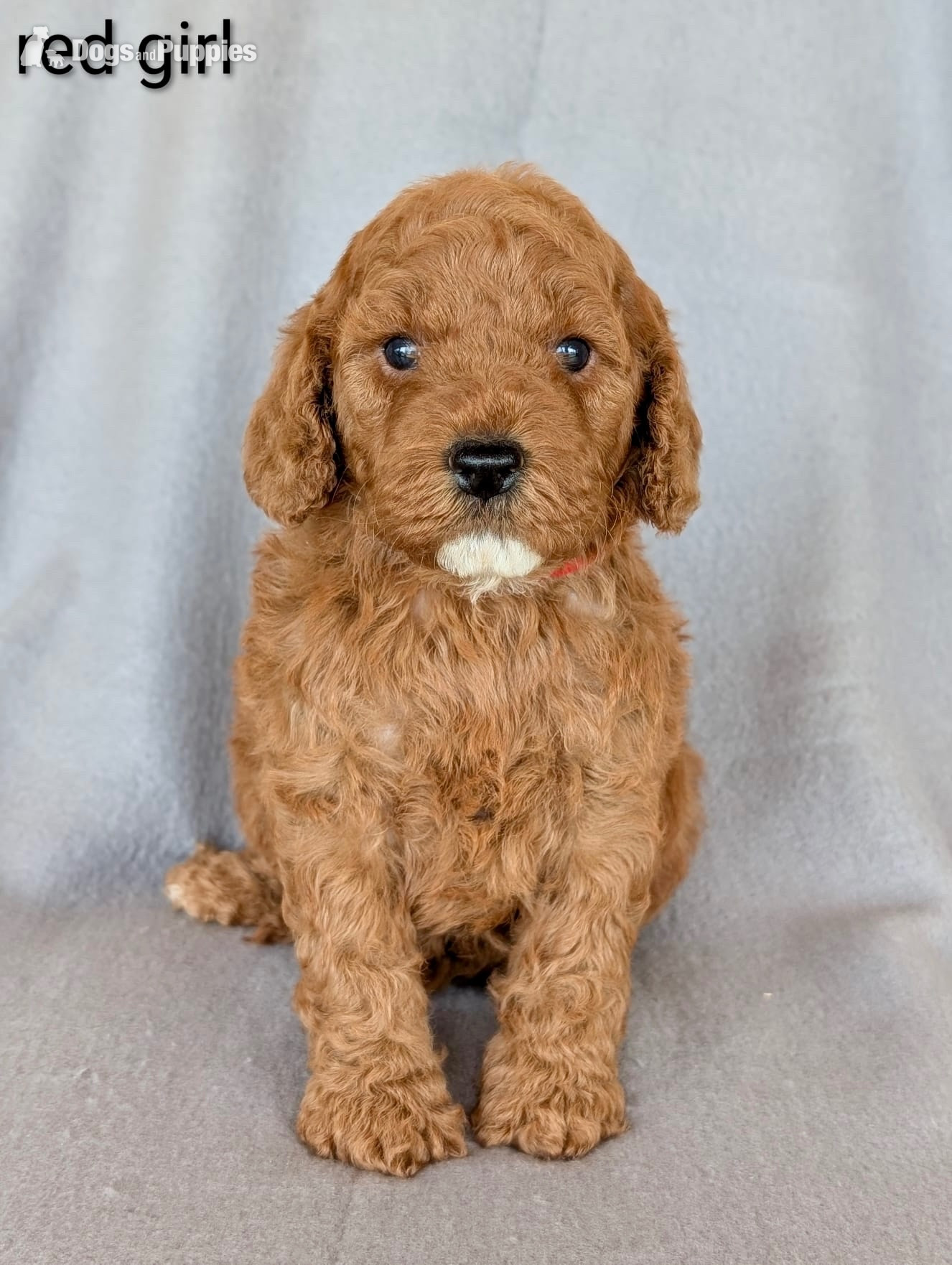 Gorgeous F1b Cockapoo puppies - Cockapoo