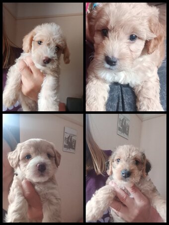 Jackapoo/ Cockapoo hybrid Female 