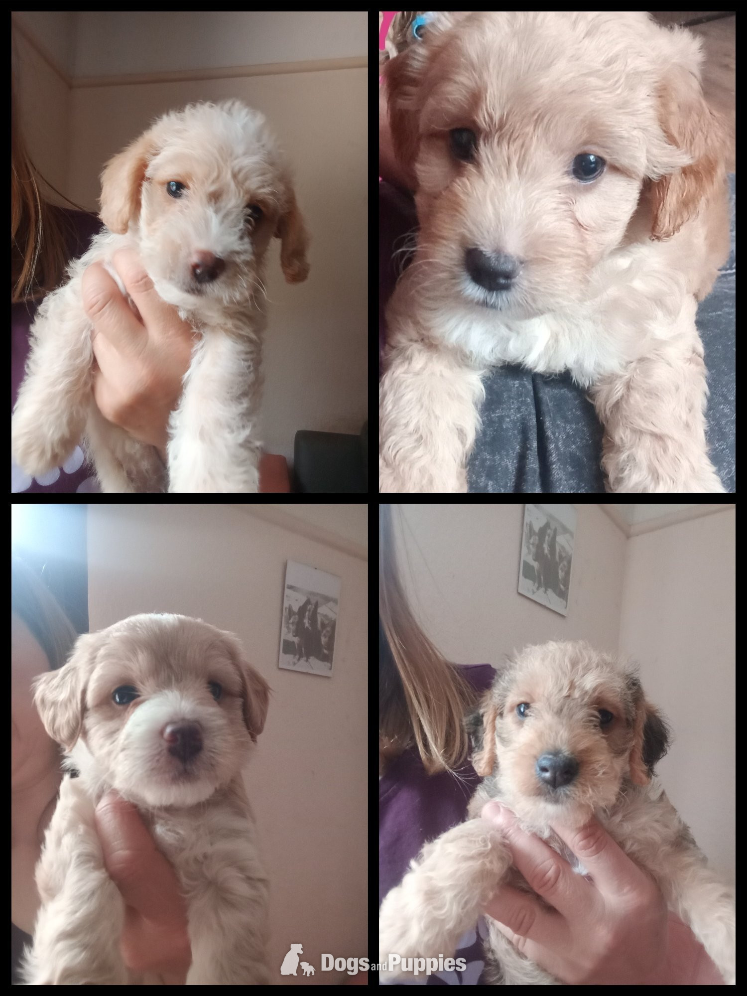 Jackapoo/ Cockapoo hybrid Female ready after 20th July  in {LOCATION}