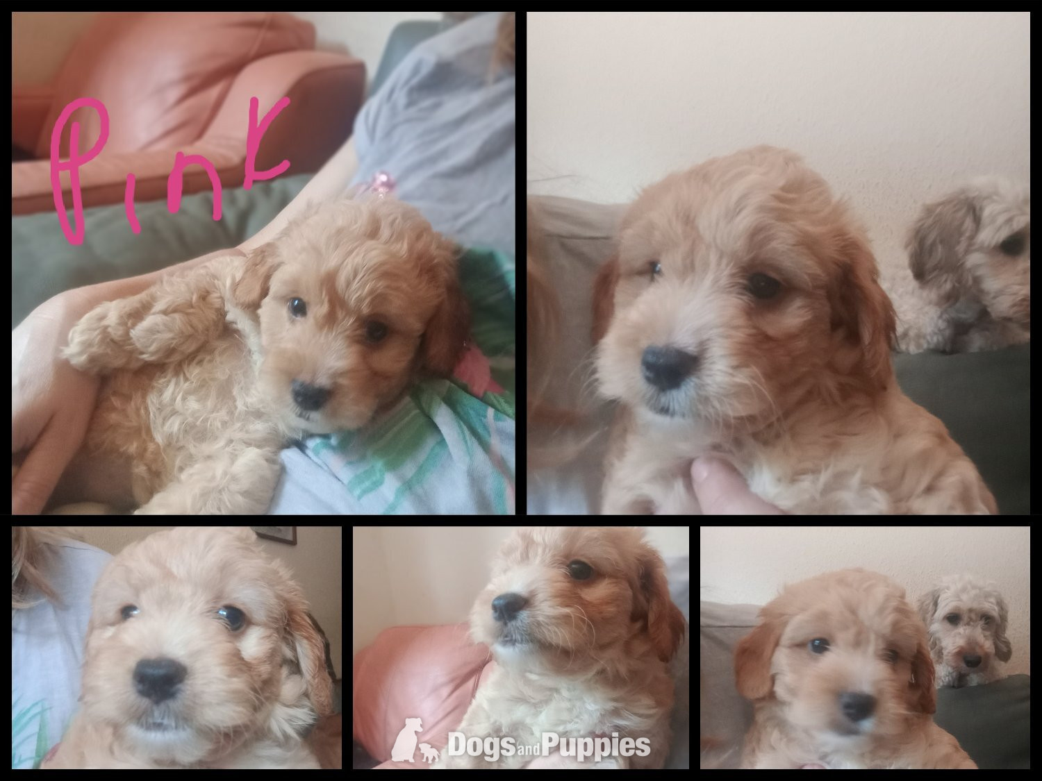 Jackapoo Puppies
