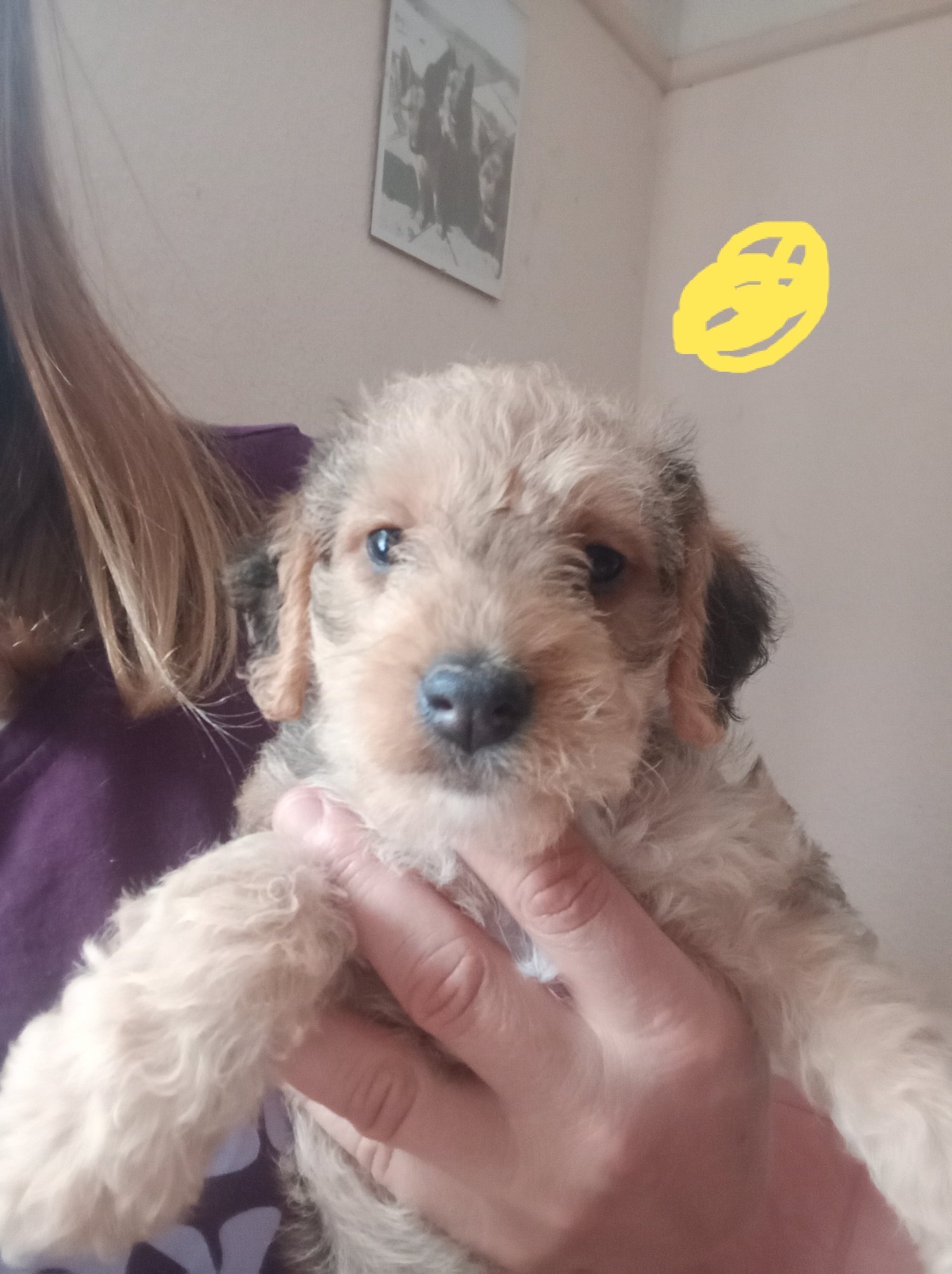 Jackapoo - Jackapoo/ Cockapoo hybrid Female 