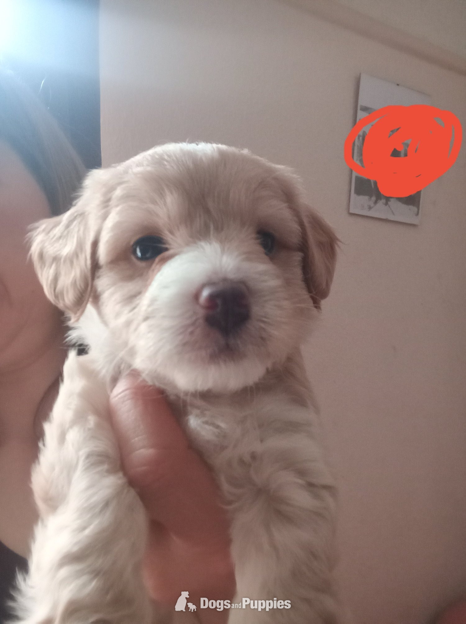 Jackapoo Puppies