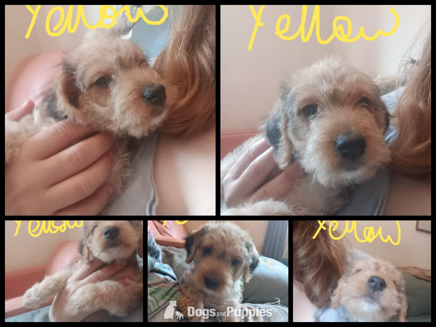 Jackapoo - Jackapoo/ Cockapoo hybrid Female ready after 20th July 