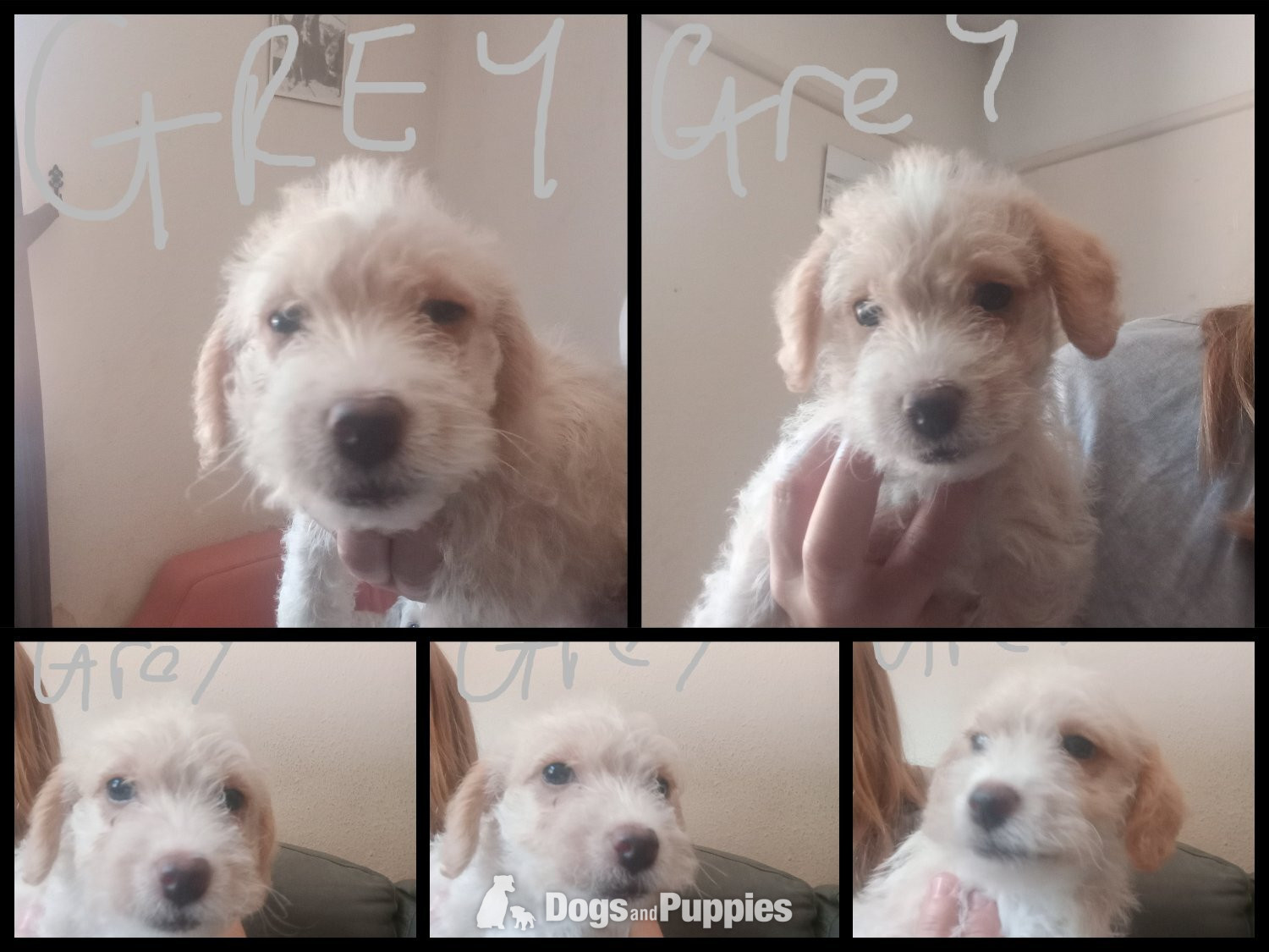 Jackapoo Puppies