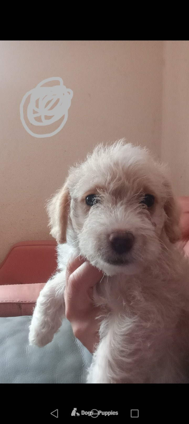 Jackapoo - Jackapoo/ Cockapoo x2  hybrid Females Ready NOW  23rd July 