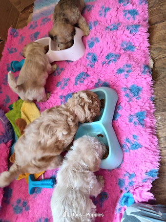 Jackapoo/ Cockapoo hybrid Females Ready NOW  23rd July 