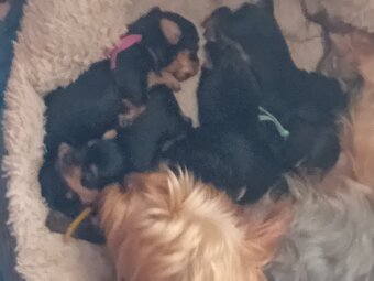 YORKSHIRE TERRIER PUPPIES READY NOW
