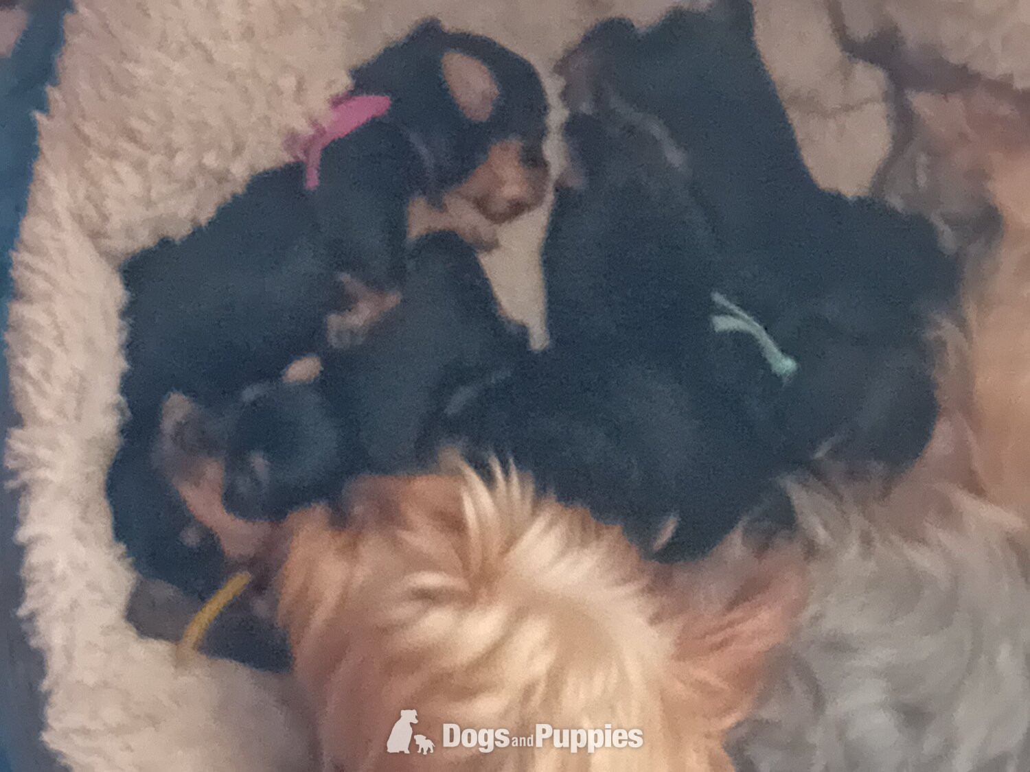 YORKSHIRE TERRIER PUPPIES READY NOW in {LOCATION}