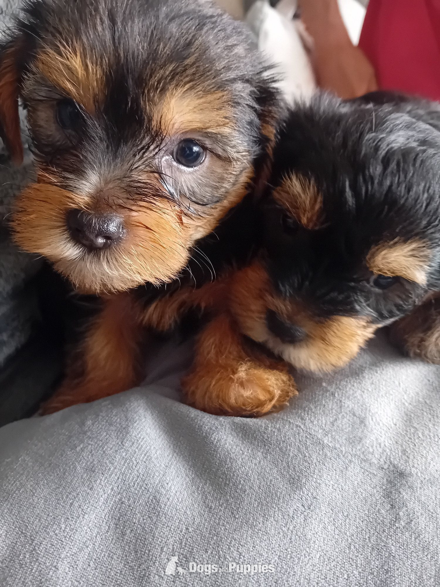 Yorkshire Terrier