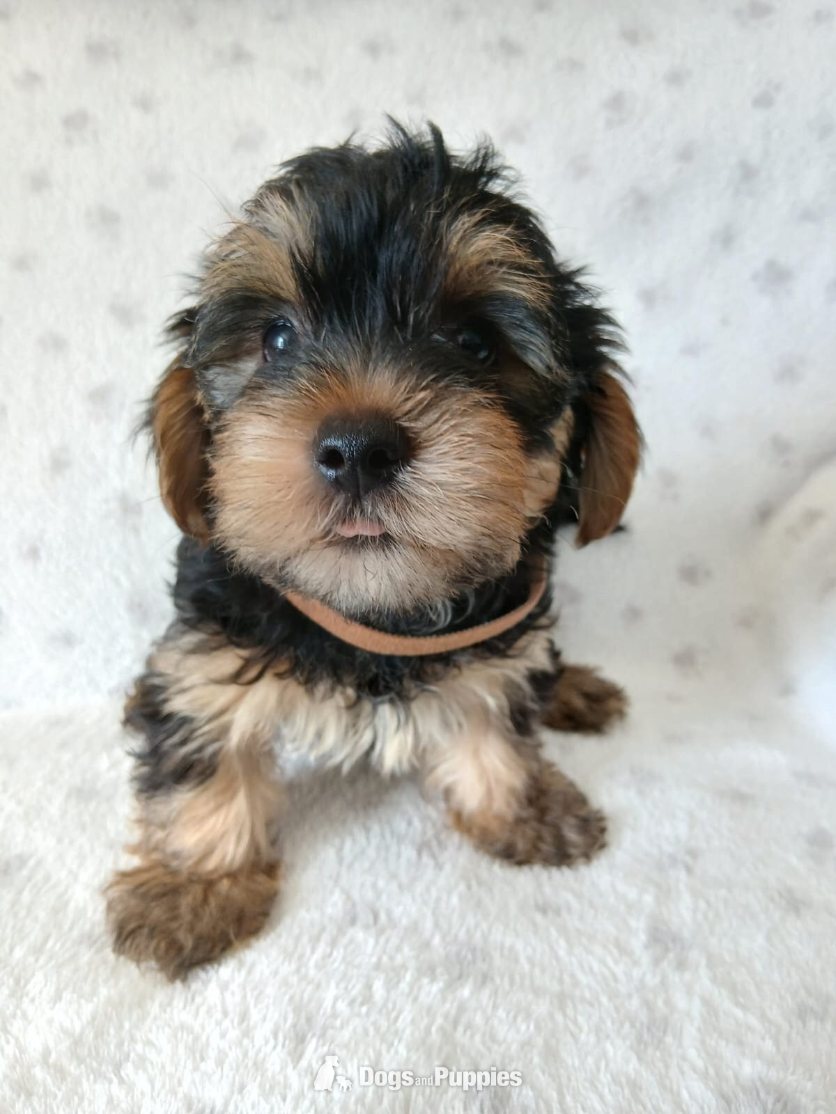 Yorkshire Terrier Puppies
