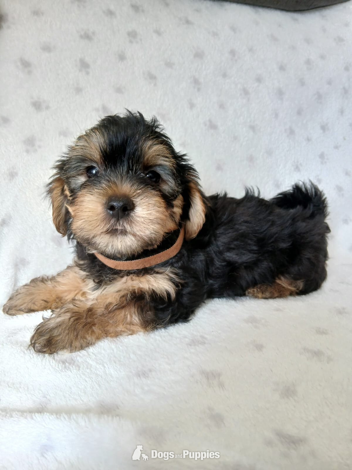 Yorkshire Terrier - YORKSHIRE TERRIER PUPPIES READY NOW