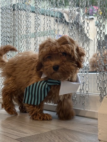 6/8/26/ Ready NOW CAVAPOO F1BB X ASIAN POODLE 