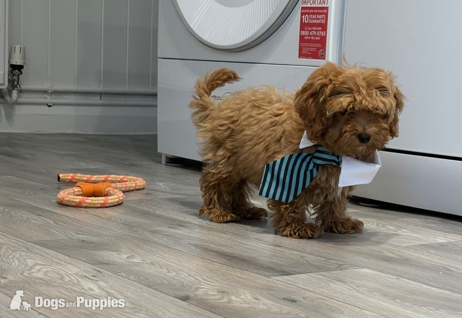Cavapoo