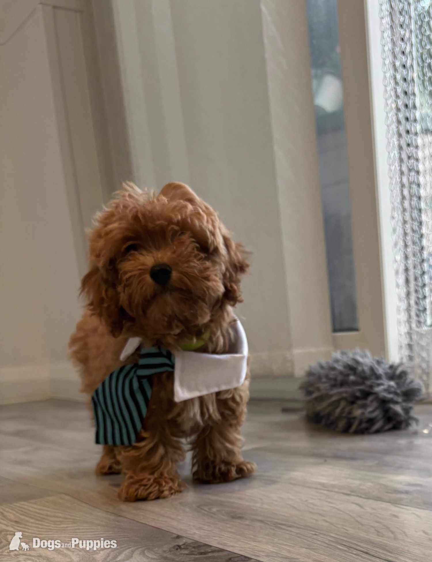 Cavapoo Puppies