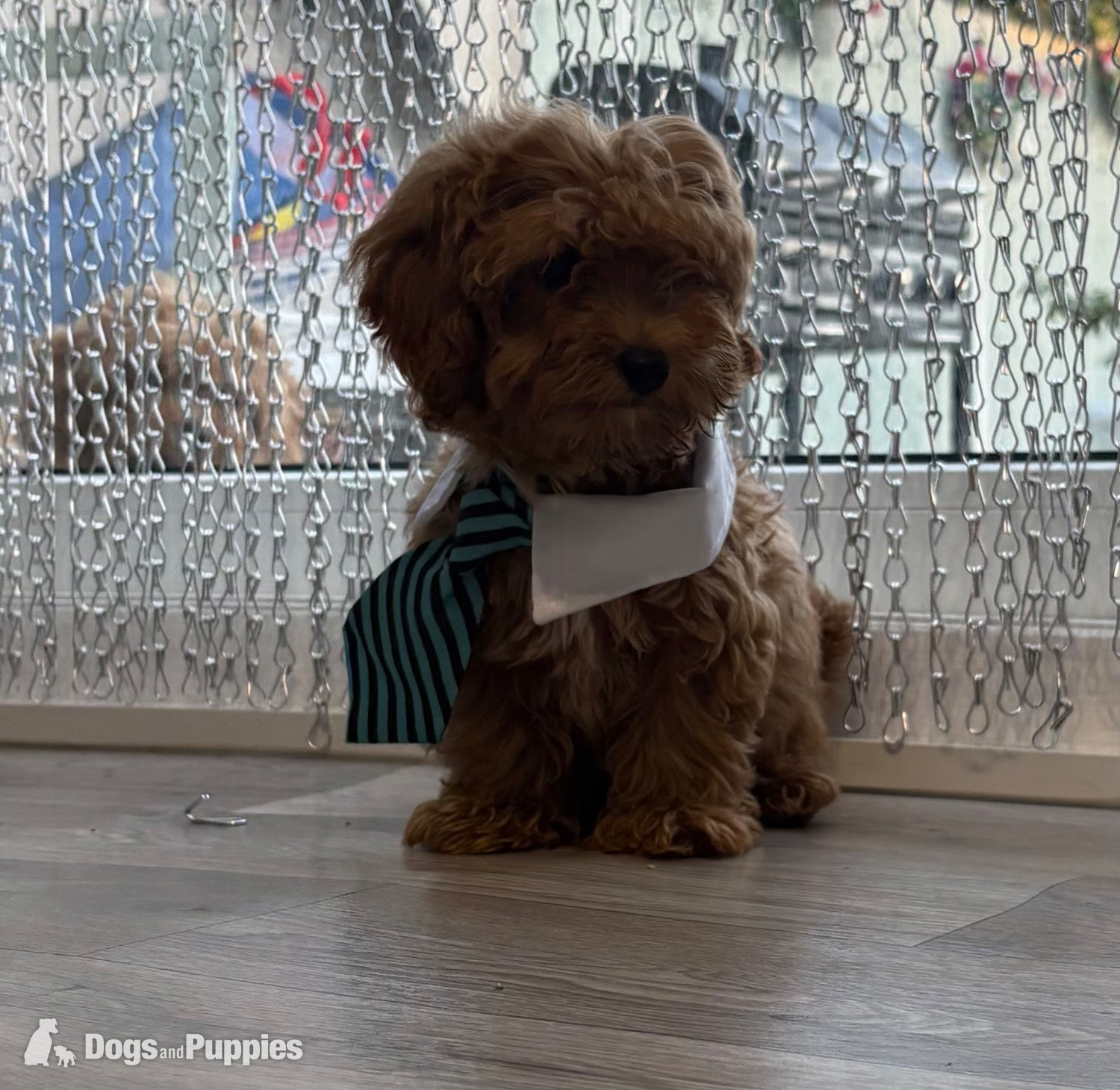 Cavapoo - 9/8/26 Still available CAVAPOO F1BB X ASIAN POODLE 