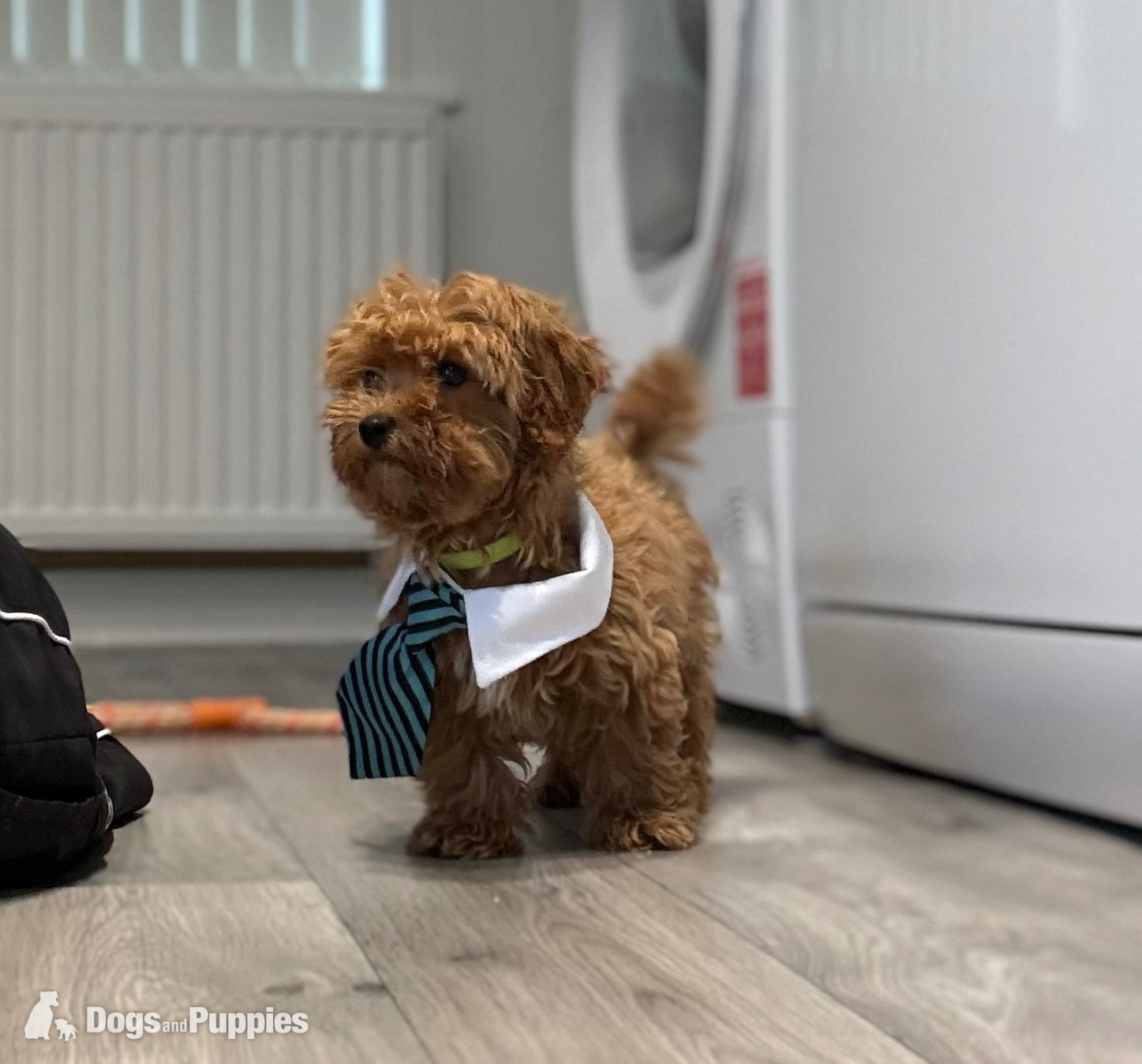 9/8/26 Still available CAVAPOO F1BB X ASIAN POODLE  - Cavapoo