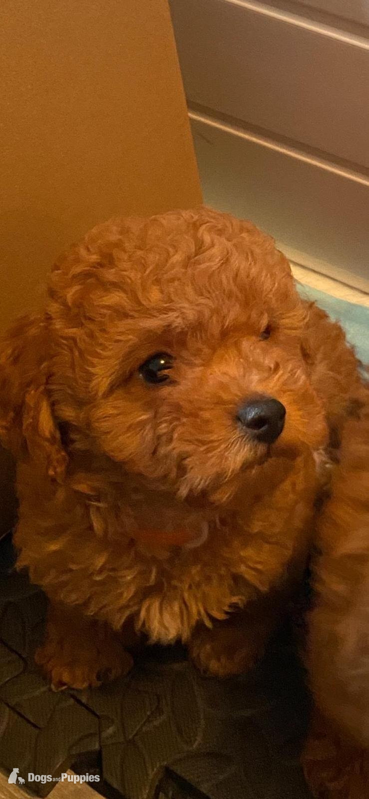 Asian poodle x cavapoo puppies  in {LOCATION}