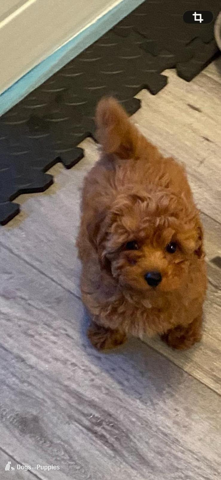 Cavapoo