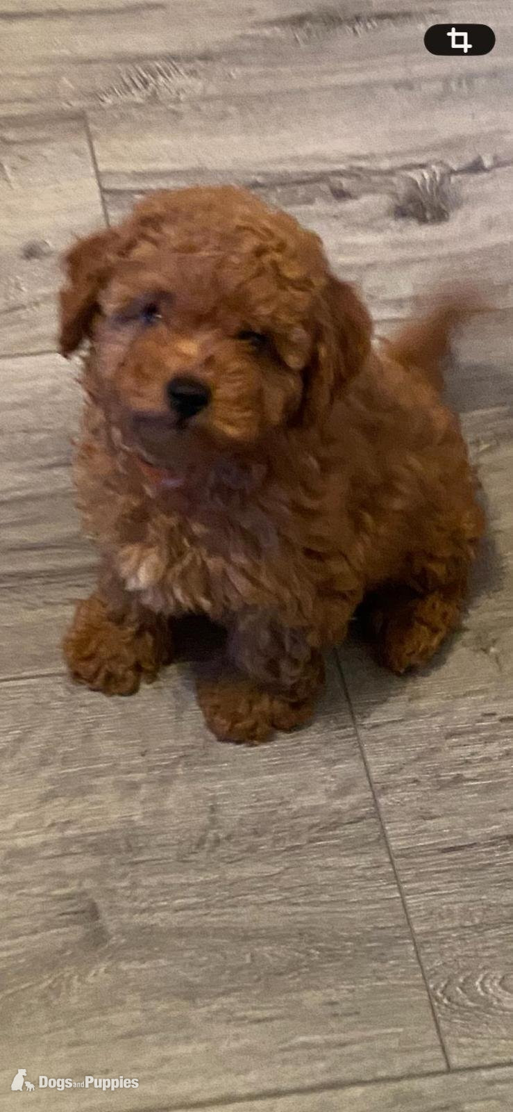 Cavapoo Puppies